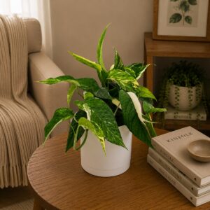 Epipremnum